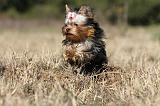 YORKSHIRE TERRIER 247